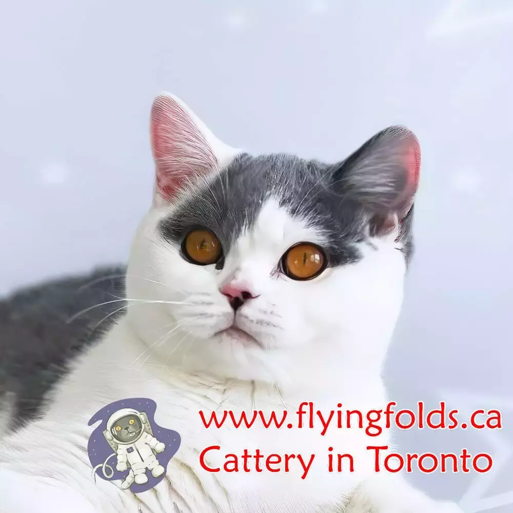 Carolina Herrera, British Shorthair Kitten Blue Bicolour (1/3 to 1/2 of cat white), Toronto. FlyingFolds Cattery