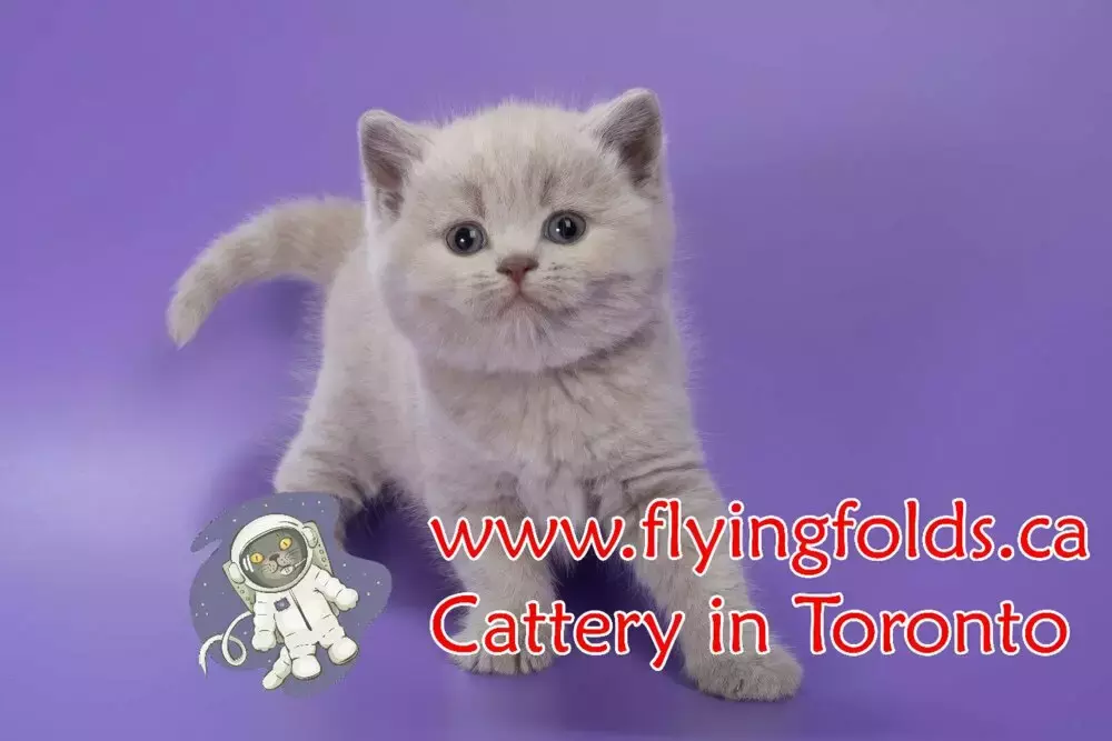 Cassiopeia, British Shorthair Kitten Rose Lilac, Toronto. FlyingFolds Cattery