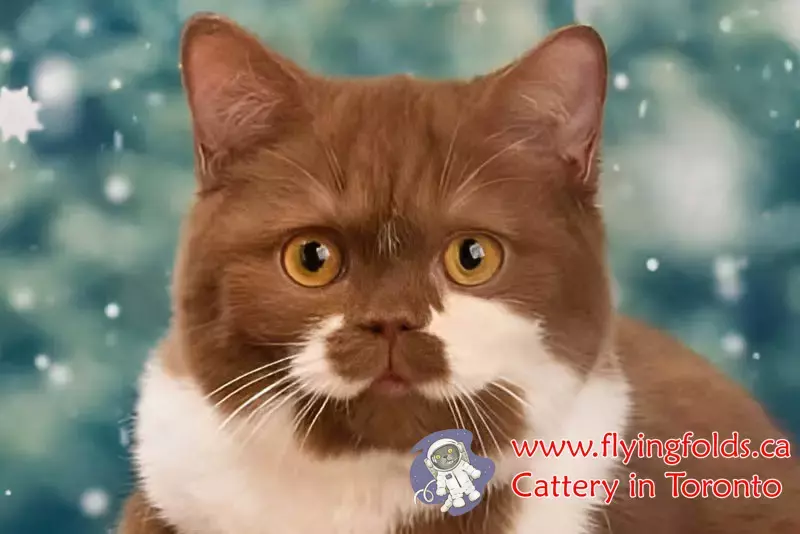 Adik, British Shorthair Kitten Cinnamon Bicolour (1/3 to 1/2 of cat white), Toronto. FlyingFolds Cattery