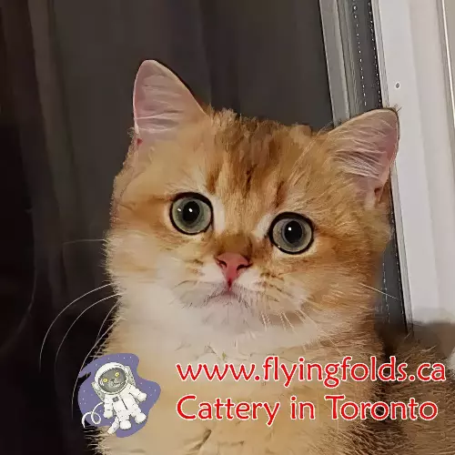 Cardinal, British Shorthair Cat Black Golden Shaded, Toronto. FlyingFolds Cattery