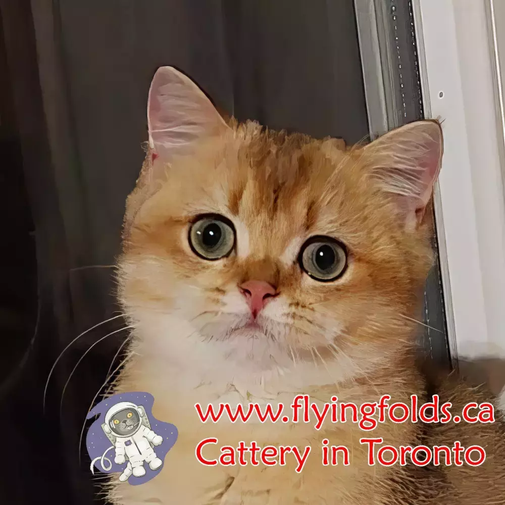 Cardinal, British Shorthair Kitten Black Golden Shaded, Toronto. FlyingFolds Cattery