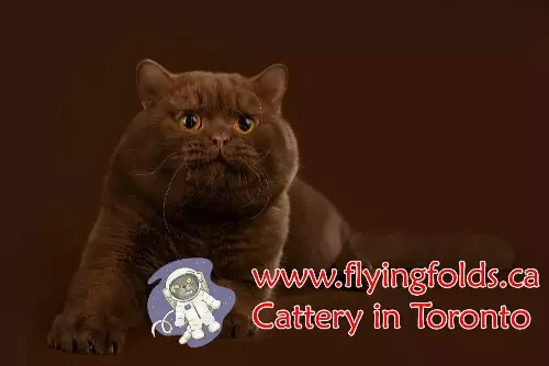 Winnie The Pooh, British Shorthair Cat Cinnamon, Toronto. FlyingFolds Cattery
