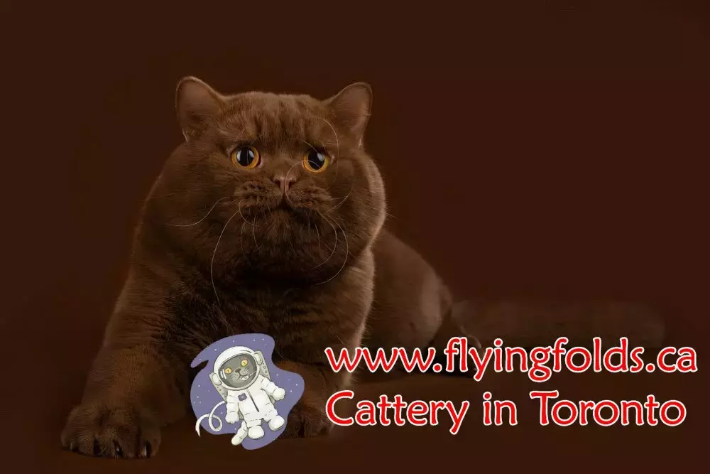 Winnie The Pooh, British Shorthair Kitten Cinnamon, Toronto. FlyingFolds Cattery