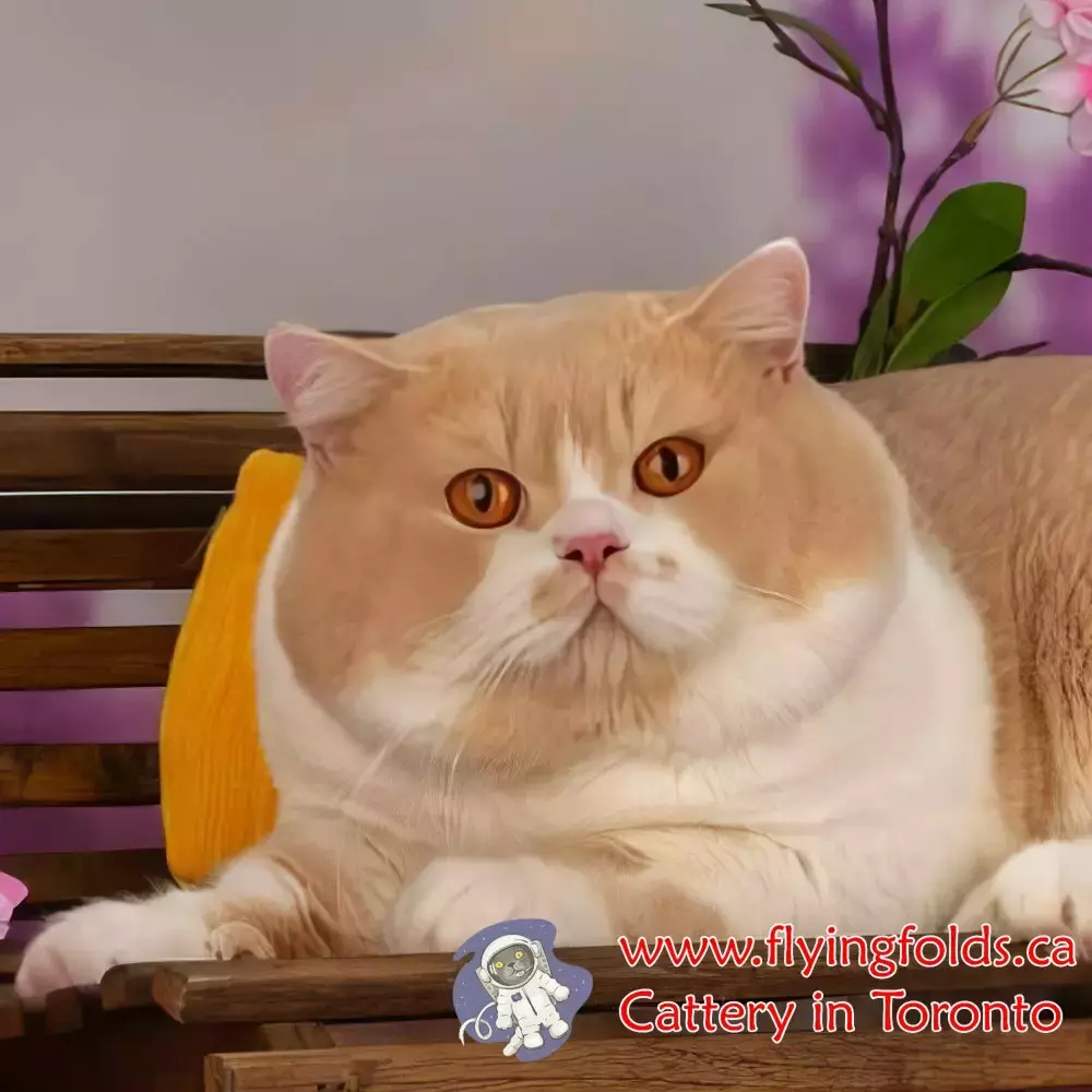 Zeus, British Shorthair Kitten Cream Bicolour (1/3 to 1/2 of cat white), Toronto. FlyingFolds Cattery