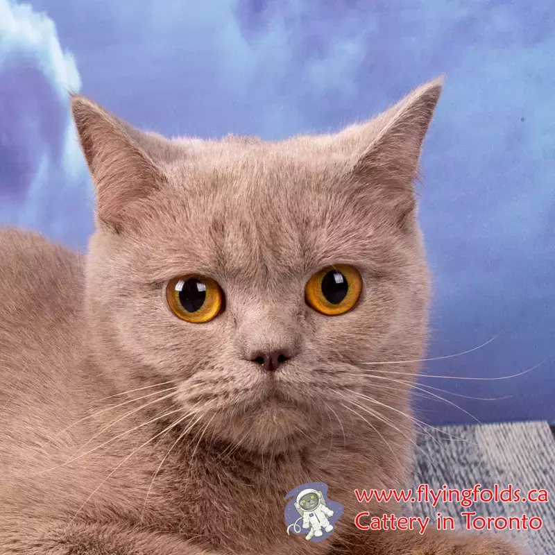 Trunya, British Shorthair Kitten Lilac, Toronto. FlyingFolds Cattery