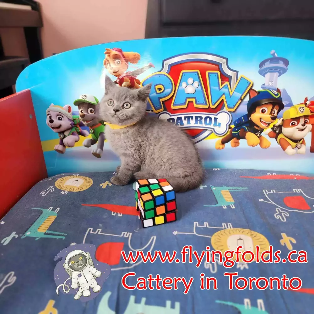 Louis Gabriel, UnSpecified Kitten Blue, Toronto. FlyingFolds Cattery