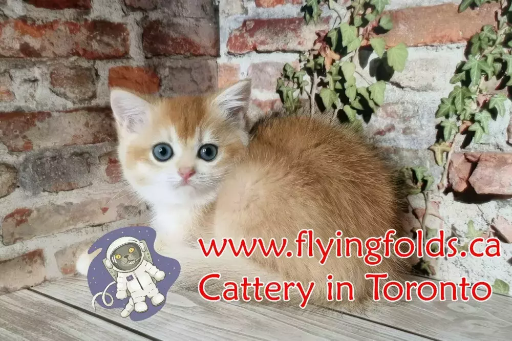 Aurora, British Shorthair Kitten Golden, Toronto. FlyingFolds Cattery