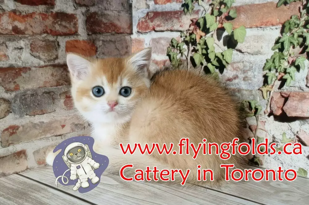 Aurora, British Shorthair Kitten Golden, Toronto. FlyingFolds Cattery
