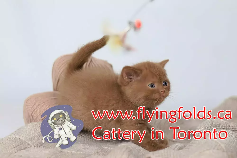 Truffi, British Shorthair Kitten Chocolate, Toronto. FlyingFolds Cattery
