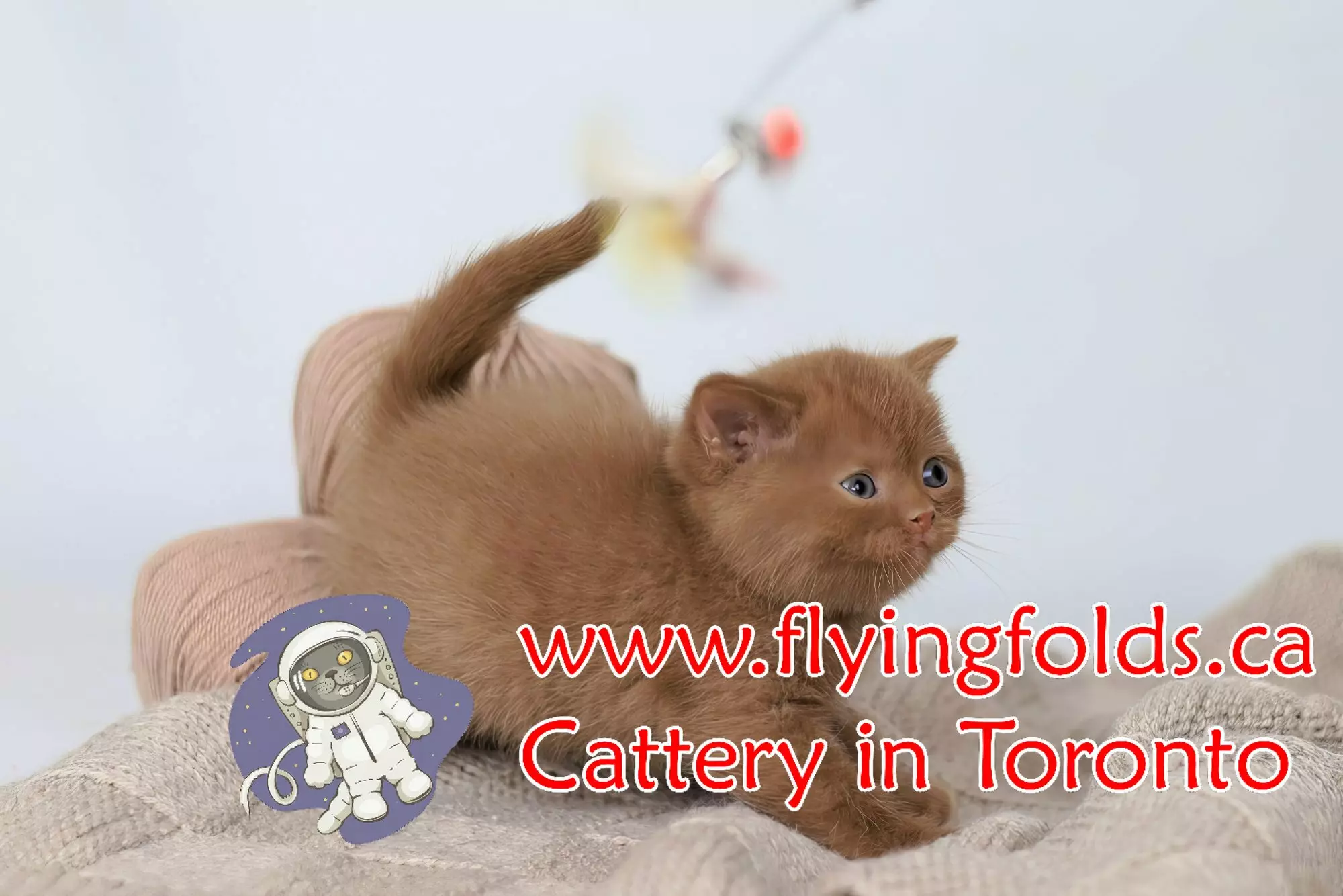 Truffi, British Shorthair Kitten Chocolate, Toronto. FlyingFolds Cattery