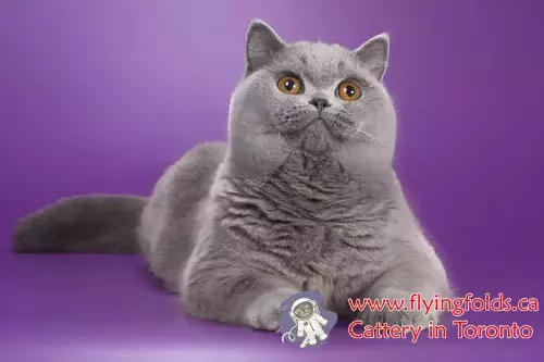 Kesya, British Shorthair Cat Blue, Toronto. FlyingFolds Cattery