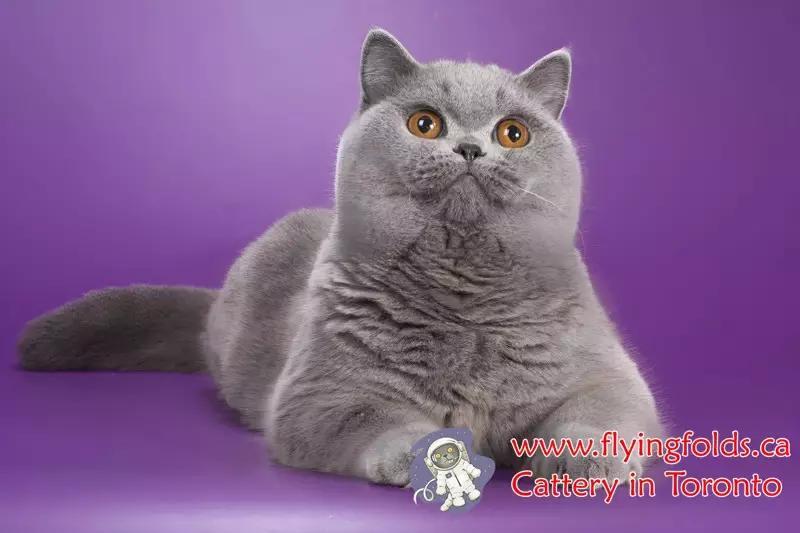 Kesya, British Shorthair Cat Blue, Toronto. FlyingFolds Cattery