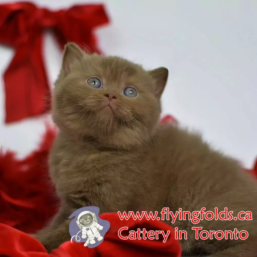 Marguerite de Valois, British Shorthair Kitten Chocolate, Toronto. FlyingFolds Cattery