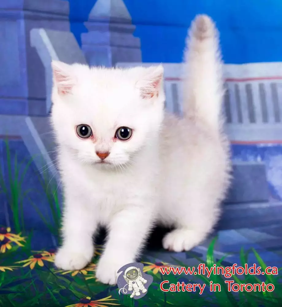 Blizzard 2, British Shorthair Kitten Black Silver Shaded, Toronto. FlyingFolds Cattery