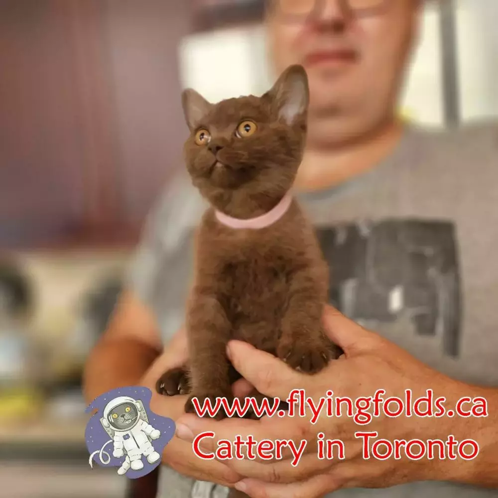 Eleonora di Montefeltro, British Shorthair Kitten Chocolate, Toronto. FlyingFolds Cattery