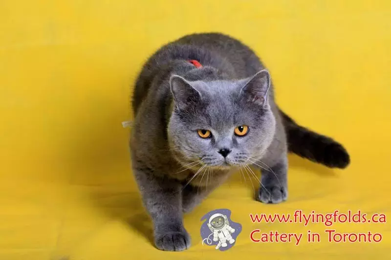 Velvet, Scottish Fold Kitten Blue, Toronto. FlyingFolds Cattery