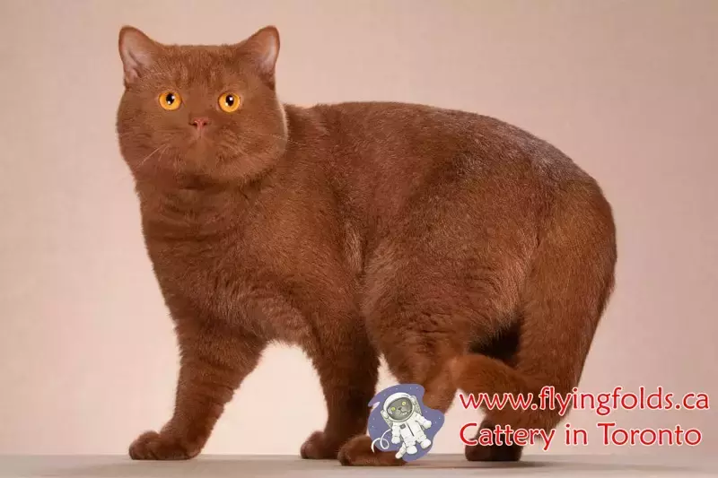 Nola, British Shorthair Kitten Cinnamon, Toronto. FlyingFolds Cattery
