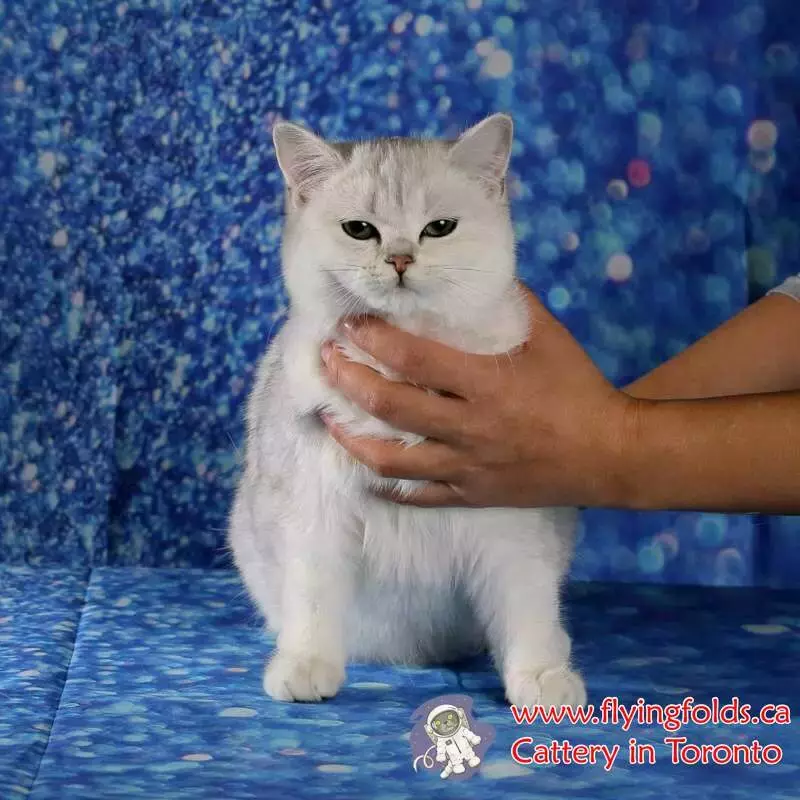 Michelle, British Shorthair Kitten Black Silver Shaded, Toronto. FlyingFolds Cattery