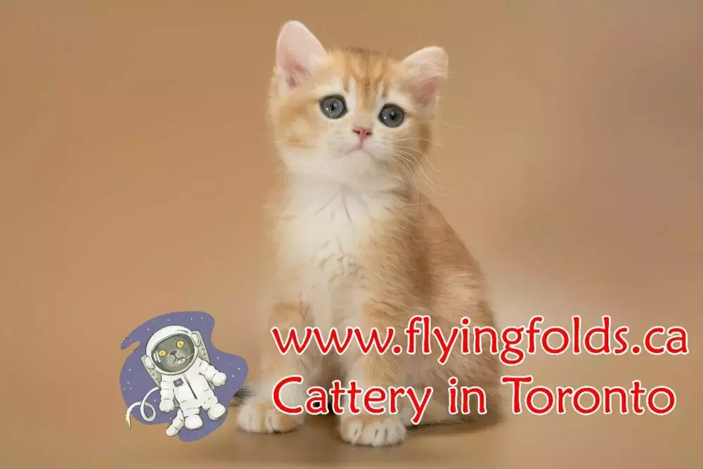 Midas, British Shorthair Kitten Golden, Toronto. FlyingFolds Cattery