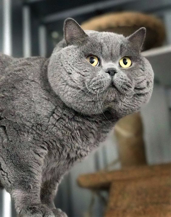 Blue Cat Price Short British Cat British Shorthair Kitten Cost Outlet